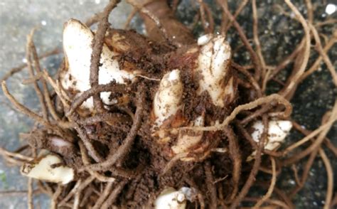 利用滇重楼的块茎进行繁殖培育的种植技术 - 重楼网