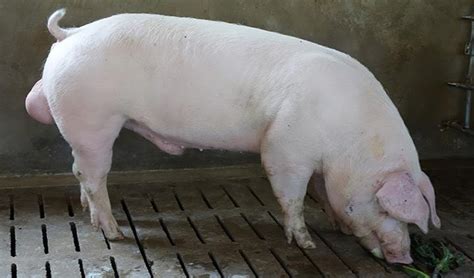 介绍母猪适时配种技术及注意事项 - 猪繁育管理/养猪技术 - 中国养猪网-中国养猪行业门户网站