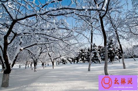 形容雪景的优美句子（40句关于雪的浪漫句子） | 幺林灵（100）