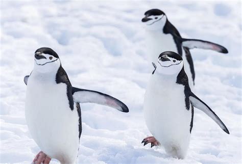 帝企鹅一生有多少配偶，和王企鹅有什么区别-农百科