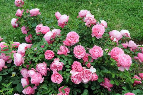 盘点9大常见的蔷薇花品种，你见过几种？ - 知乎