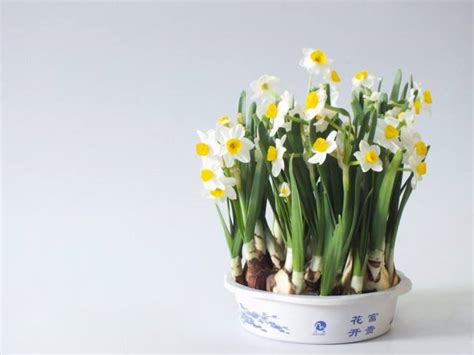 水仙花——春天的魅力之花（了解水仙花的种类、特点和养殖技巧，让春天更美好）_花植网
