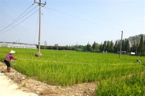 籼粳杂交水稻产量高、米质好，是很有发展潜力的新一代水稻|水稻品种|杂交稻|水稻_新浪新闻