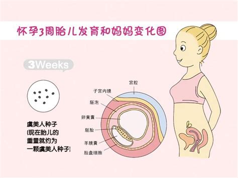 宝宝发育过程图 怀孕一个月胎儿图 怀孕两个月胎儿发育过程图_第二人生