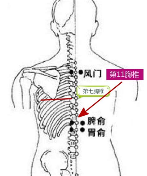 脾俞的准确位置图图片 脾俞的准确位置图图片