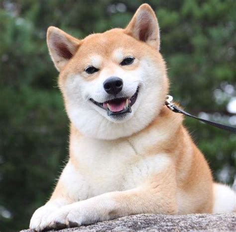 日本的柴犬明星Ryuji 靠着搞笑而可爱的表情成为网红 - 第5页