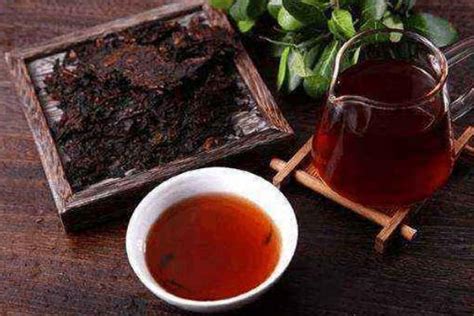 普洱茶的产地在哪里，普洱茶原产地分布在哪一带 - 山国饮艺丨山国工夫茶丨茶叶加盟