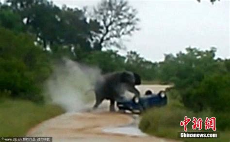 大象遭情侣偷拍被激怒 将对方汽车掀翻(组图)|发情大象|狂躁大象|偷拍_新浪新闻