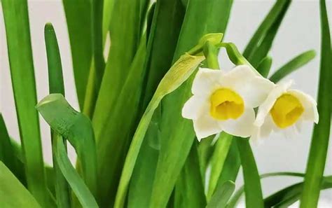 盆栽养护指南：水仙花的养殖和挑选方法|水仙花|种球|养护_新浪新闻