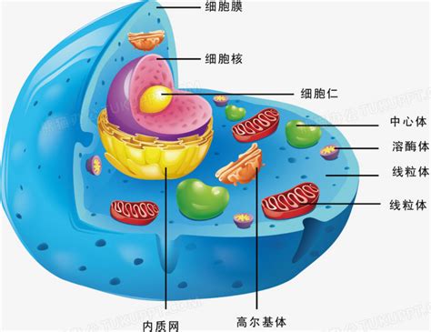 卡通动物细胞结构图PNG图片素材下载_图片编号9131219-PNG素材网