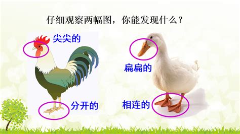 鸡和鸭高清图片下载_红动中国