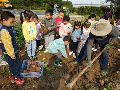 新昌小学幼儿园开展挖红薯农耕体验活动
