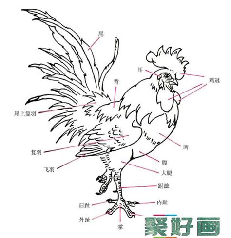 国画公鸡的画法和步骤-加加色