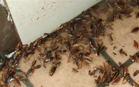 蟑螂是怎么进入家里的,蟑螂窝一般在哪,蟑螂是怎么来的_大山谷图库