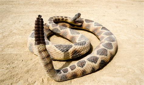 中国常见的毒蛇有那些？