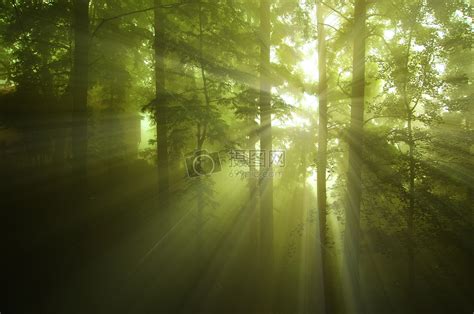 迷雾森林高清图片下载-正版图片500477003-摄图网