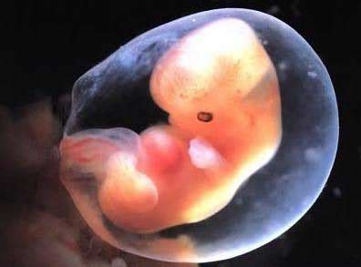 怀孕第七周_孕早期各周胎儿发育特点_胎教育儿网