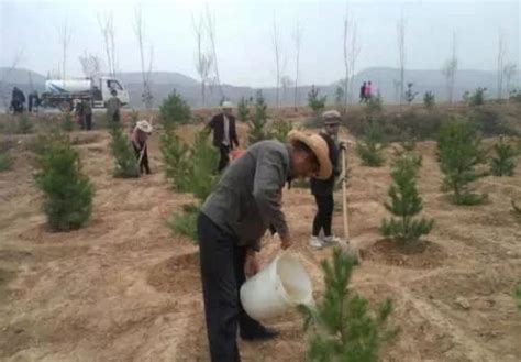 福州9个月 新种20万棵大树
