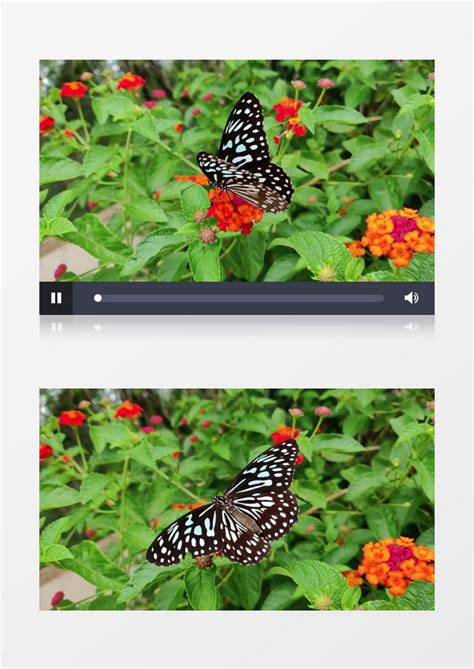 蝴蝶在花上实拍视频素材模板下载_蝴蝶视频_图客巴巴