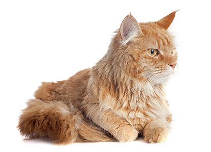 棕色猫肖像高清图片下载-正版图片307180553-摄图网