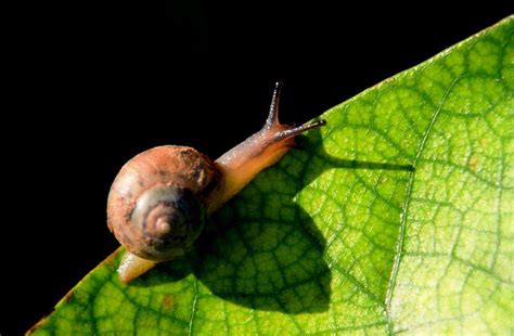 蜗牛爬过的地方往往会有一条黏液它有啥用-六六健康网