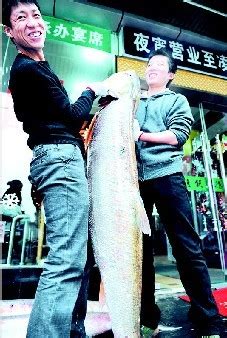 杭州千岛湖捕到180斤大鱼王 身价或过万[组图]_图片中国_中国网