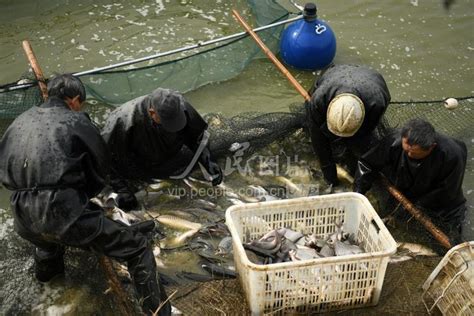漂亮的白人女鱼贩在震惊的脸上卖新鲜的生鲑鱼高清图片下载-正版图片504381812-摄图网
