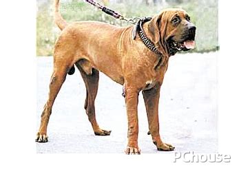 农村斗狗，加纳利对战土佐犬，大型犬之战，看着就过瘾_新浪新闻