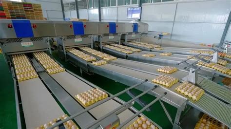 产融结合，乐山2家蛋鸡企业成为全国期货市场指定交割厂库-四川省建设快讯-建设招标网