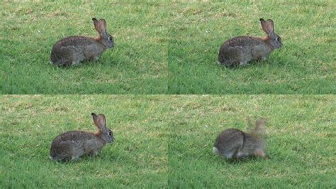 草地上的小灰兔高清壁纸-千叶网