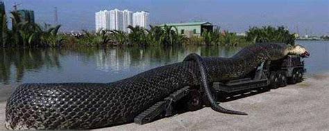 世界最大的蟒蛇泰坦巨蟒，可长到17米，竟以鳄鱼为食。_腾讯视频