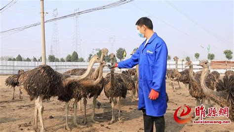鸵鸟养殖 “鸵”起村民致富梦 -天山网 - 新疆新闻门户