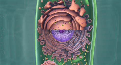 高尔基体为什么与细胞壁的形成有关
