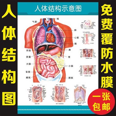 身体器官构造图图片