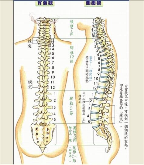 骶尾椎解剖图图片