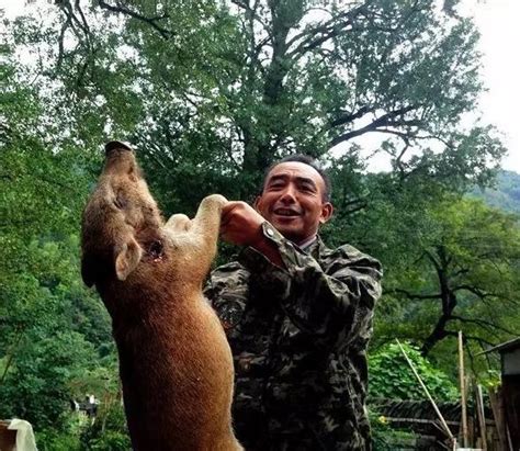 “杀猪令”来袭！全国6个省市开放野猪捕猎，杀死的野猪肉能吃吗_动物_人们_保护
