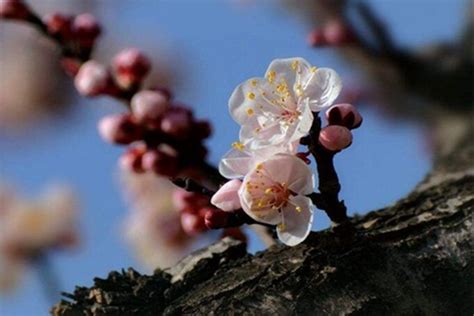杏花的花语 寓意和传说是什么-绿宝园林网