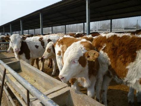 2021年养牛的利润与成本是多少？养多少头牛国家有补贴？ - 知乎