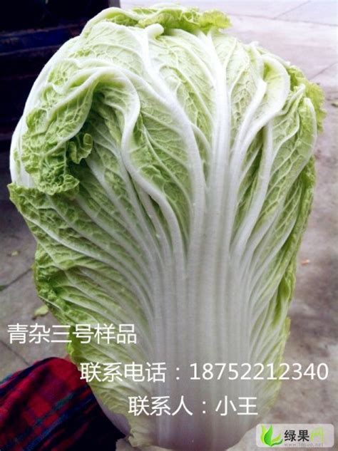 上海疫情下被重新认识的白菜价 上海的白菜一斤突破10块|上海|疫情-社会资讯-川北在线