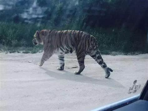 北京动物园老虎咬死人了!太可怕了!疑因一名女游客吵架后