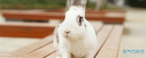 兔子叫什么名字好听 好听可爱的兔子名字大全_万年历