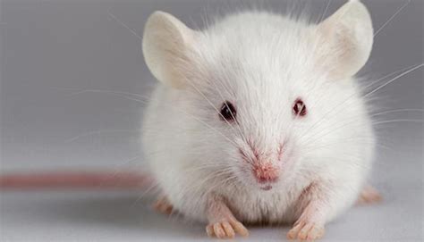 专访斯坦福团队谈年轻小鼠脑脊液注入老年鼠改善认知：我们为何研究_科学湃_澎湃新闻-The Paper