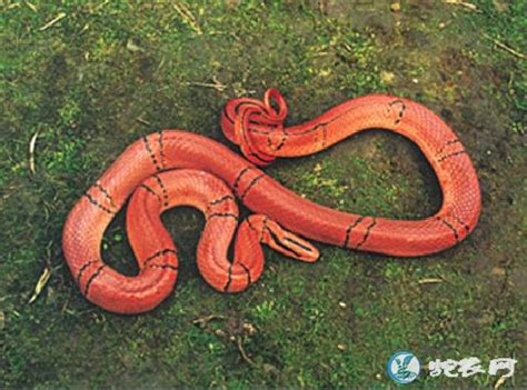 红点锦蛇是怎样的一种蛇？_蛇百科问答_毒蛇网