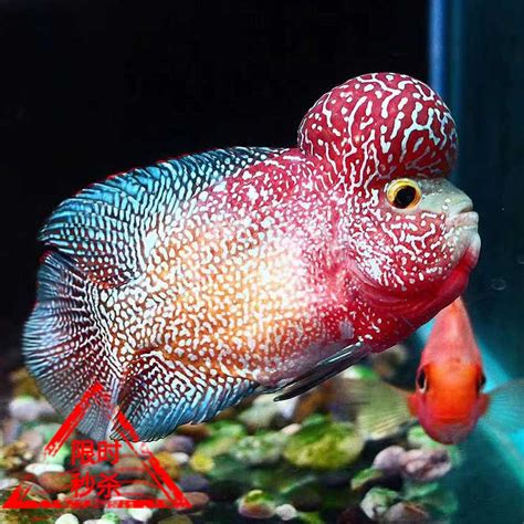 【热带鱼】【图】小型热带鱼怎么养 零基础只需注意三点_伊秀宠物|yxlady.com