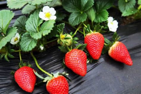首届国际草莓品牌大会在京召开