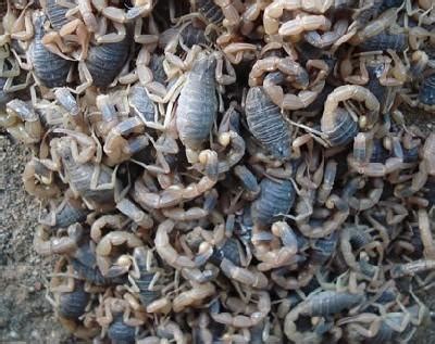 蝎子养殖的成本和利润 - 绕农网