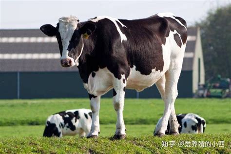 探访奶牛场 看奶牛一生 | 中国国家地理网