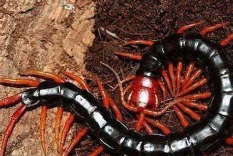 世界上十大最毒蜈蚣排名，我国的仅排第十|蜈蚣|波多黎各|越南_新浪新闻