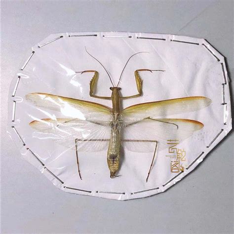 一折螳螂的标本,普通螳螂标本,怎么制作螳螂标本_大山谷图库