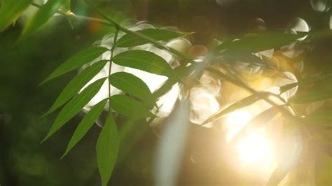 夏季正午阳光穿过树木树叶仰拍烈日高清摄影大图-千库网